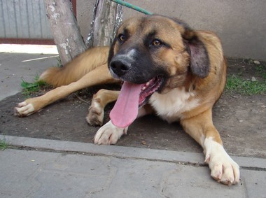 Zapraszamy do adopcji.